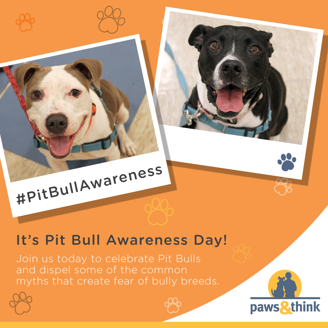 National Pit Bull Awareness Day Paws and Think