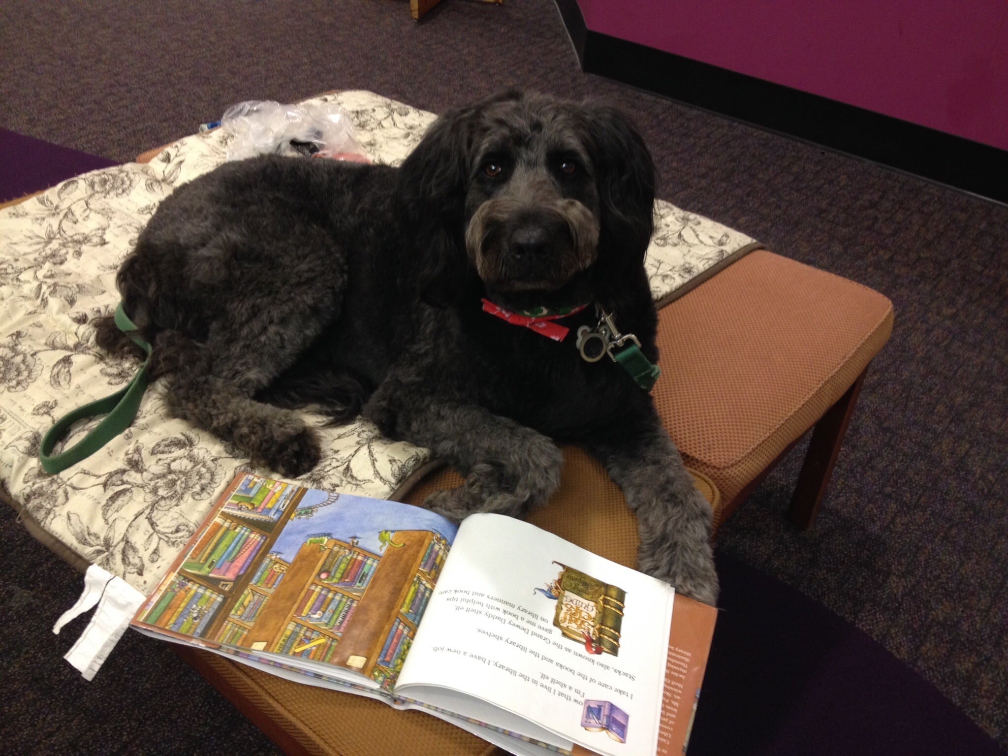 Reading Education Assistance Dogs (R.E.A.D.) | Paws and ThinkPaws and Think