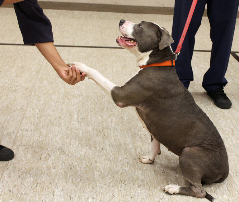 Dog at Youth Canine Program